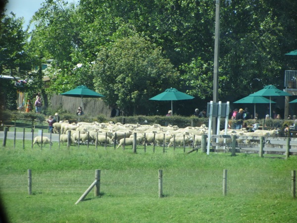 IMG 7578