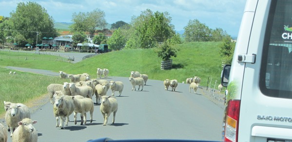 Sheep stopage