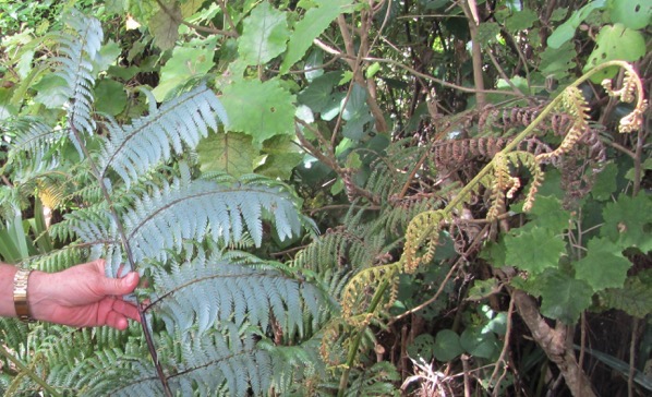 Silver fern