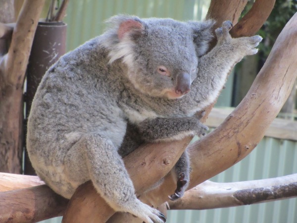 Koala