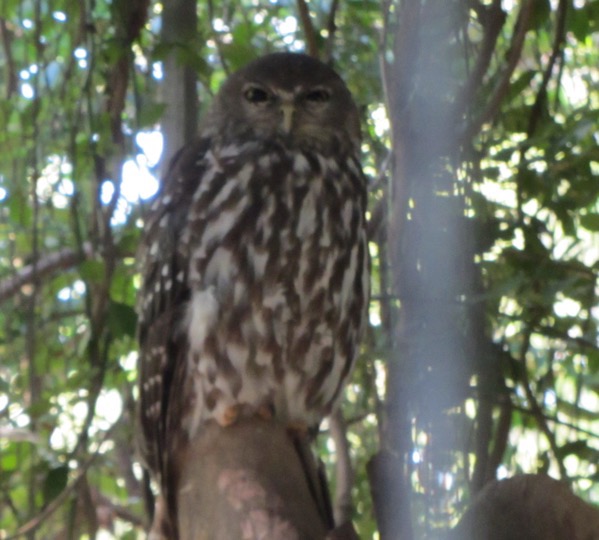 Barking owl