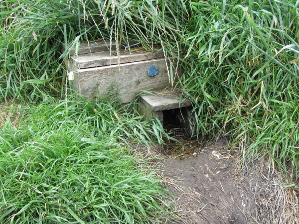 Bird house 1
