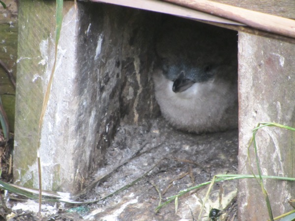 Bird house 2
