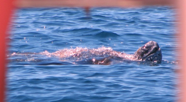 Black turtle