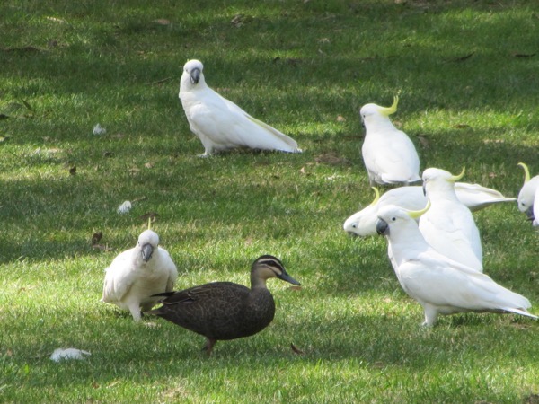 Cockatoo 2