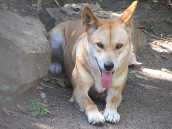 Dingo 1