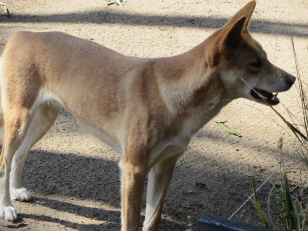 Dingo 2