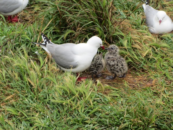 Gull chicks