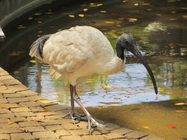 Ibis