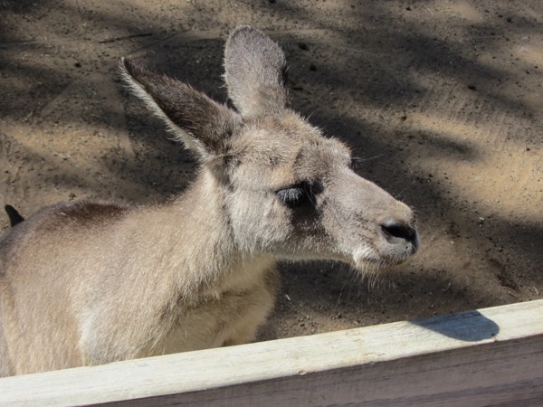 Kangaroo