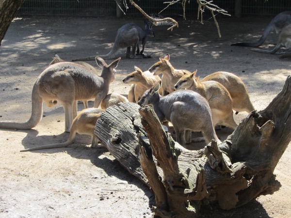 Kangaroos