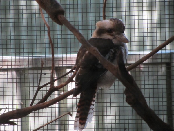 Laughing kookaburra