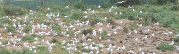 Nesting bunch