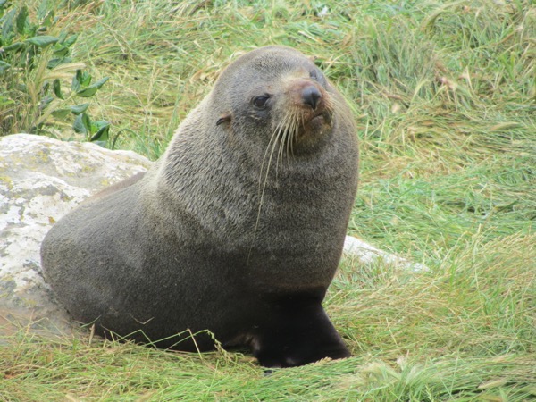 Seal 1