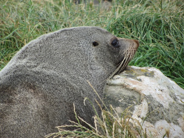 Seal 2