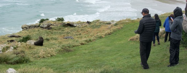 Seal encounter pano