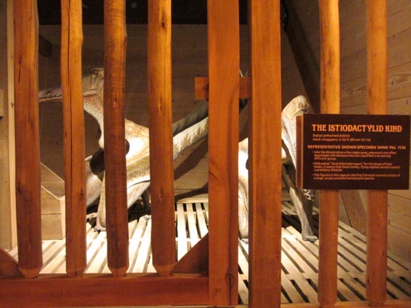 pterosaurs