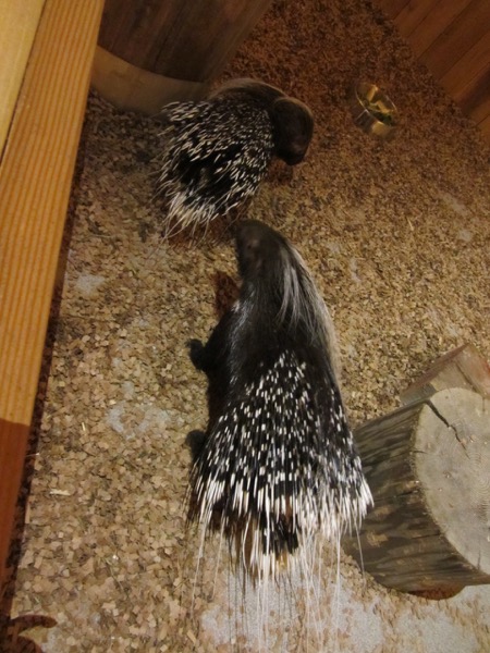 porcupines