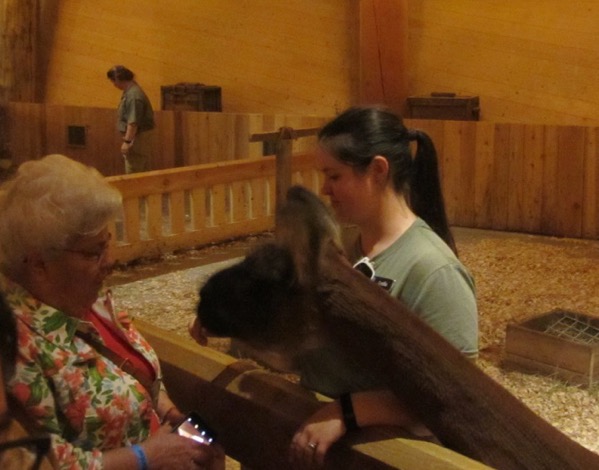 llama