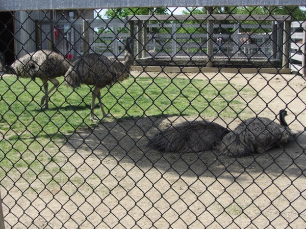 emus
