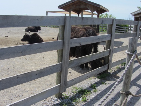 yaks