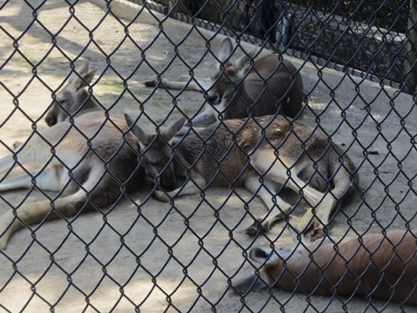 kangaroos