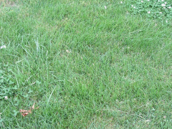 blue grass?