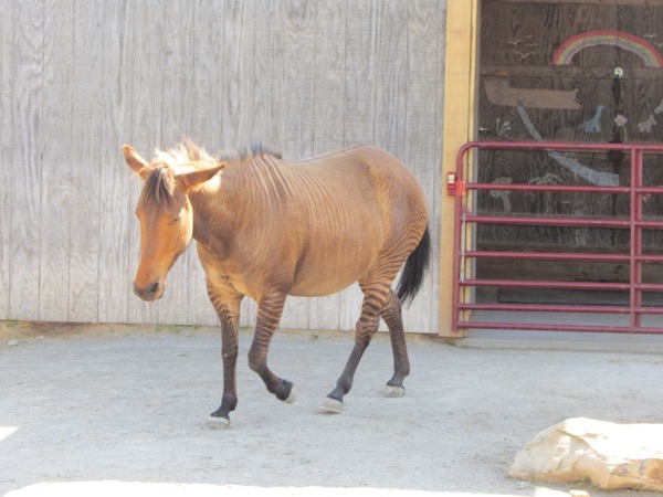 Zonkey