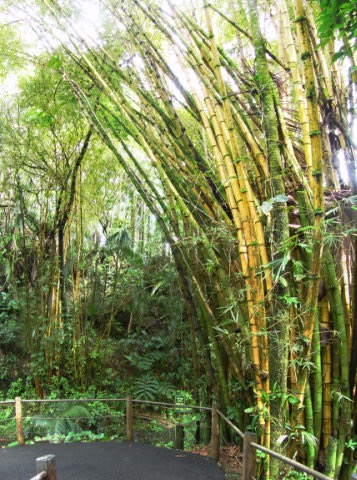 Tall bamboo